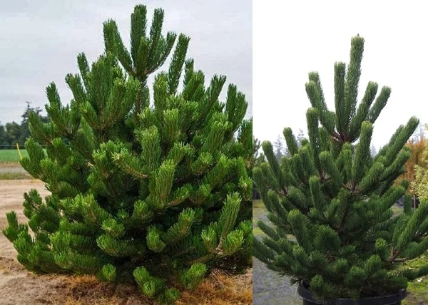 Pinus nigra Oregon Green / Feketefenyő