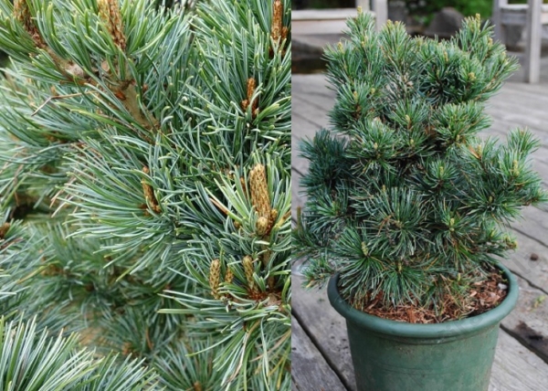 Pinus parviflora Negishi / Japán fehérfenyő
