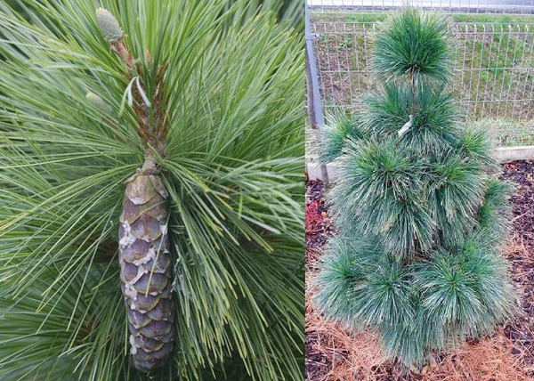 Pinus schwerinii Wiethorst / Törpefenyő kék