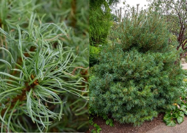 Pinus strobus Tiny Curls / Törpe simafenyő