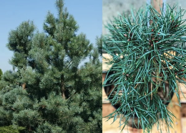 Pinus sylvestris Blue Sky / Kék erdeifenyő