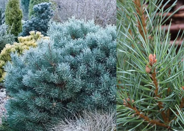 Pinus sylvestris Chantry Blue / Kék erdeifenyő