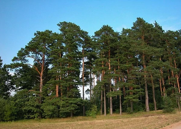 Pinus sylvestris / Erdeifenyő