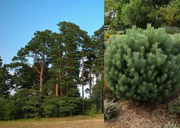 Pinus sylvestris / Erdeifenyő