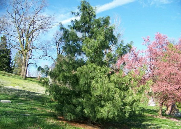 Pinus wallichiana / Himalájai selyemfenyő