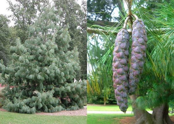Pinus wallichiana / Himalájai selyemfenyő