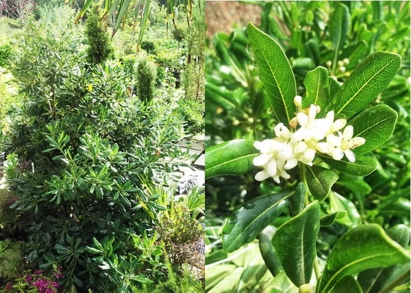 Pittosporum tobira / Kínai enyvesmag