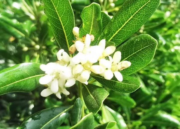Pittosporum tobira Nanum / Törpe Kínai enyvesmag