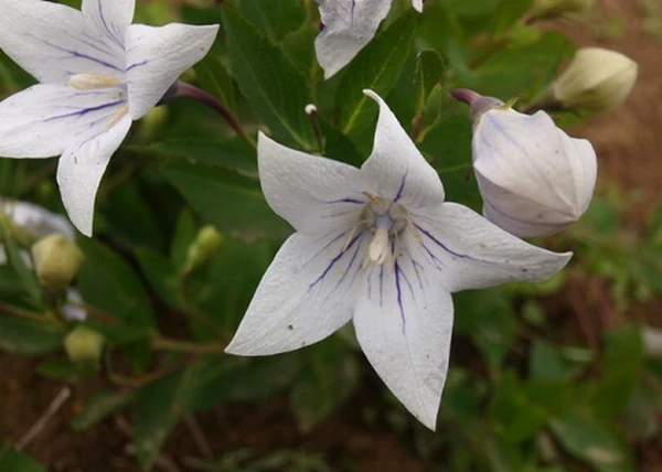 Platycodon grandiflorus Apoyama Fairy Snow / Törpe hírharang fehér, Léggömbvirág