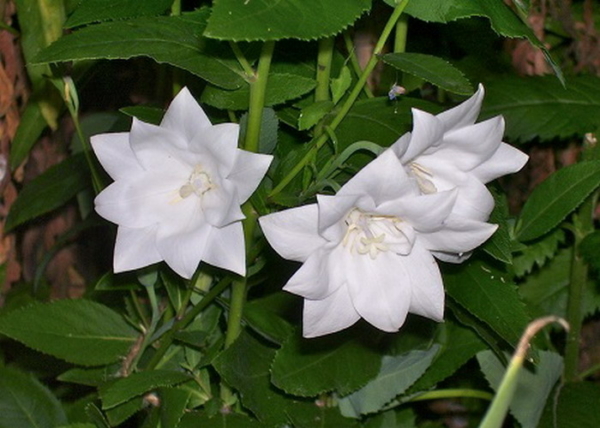 Platycodon grandiflorus Hakone White / Őszi hírharang dupla fehér, léggömbvirág