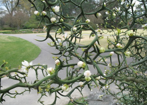 Poncirus trifoliata / Vadcitrom