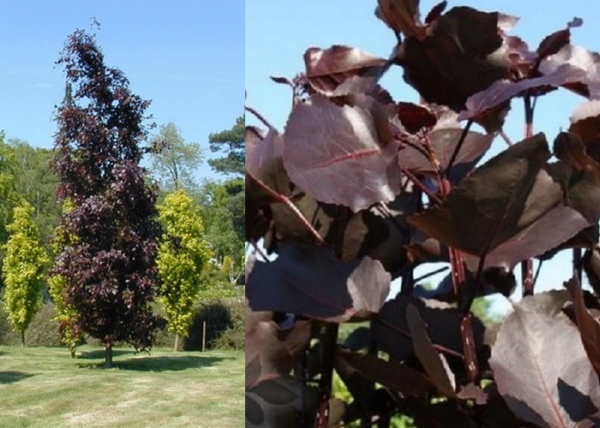 Populus deltoides Purple Tower / Vörös levelű oszlopos nyár