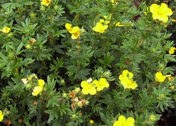 Potentilla Fruticosa Kobold / Cserjés pimpó