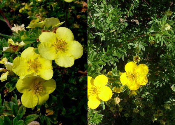 Potentilla fruticosa Elisabeth / Cserjés pimpó