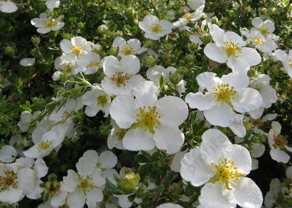 Potentilla fruticosa mount everest / Cserjés pimpó fehér