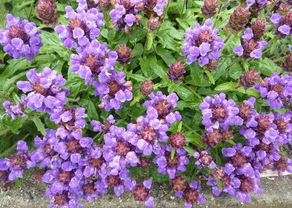 Prunella grandiflora / Nagyvirágú gyíkfű