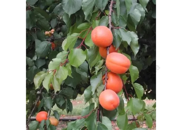 Prunus Armeniaca Tom cot / Tom cot kajszi