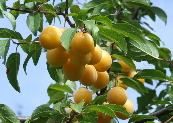 Prunus Armeniaca Oscar / Oscar kajszi