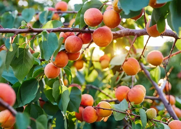 Prunus armeniaca Roxana / Roxana kajszi