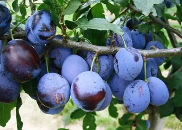 Prunus domestica Elena / Elena szilva