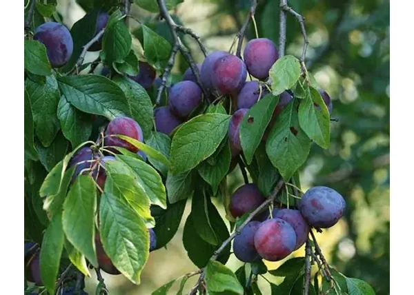 Prunus domestica Pálinkafa / Pálinkafa szilva