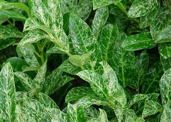 Prunus laurocerasus Marble Queen / Tarka levelű Babérmeggy