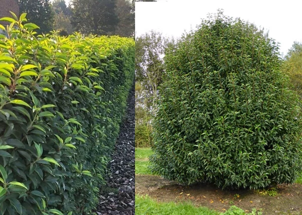 Prunus lusitanica ‘Angustifolia’ / Portugál Babérmeggy