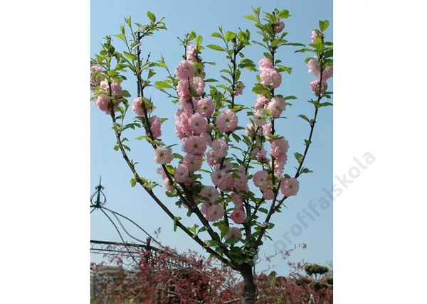 Prunus triloba / Babarózsa