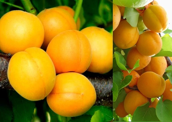 Prunus Armeniaca Ananász / Ananász Kajszibarack