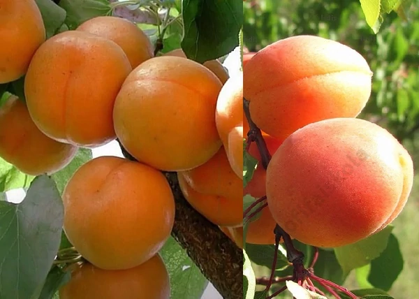 Prunus Armeniaca Candela / Candela Kajszibarack