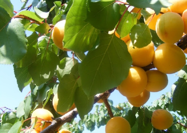 Prunus Armeniaca Ceglédi Kedves / Ceglédi Kedves Kajszibarack