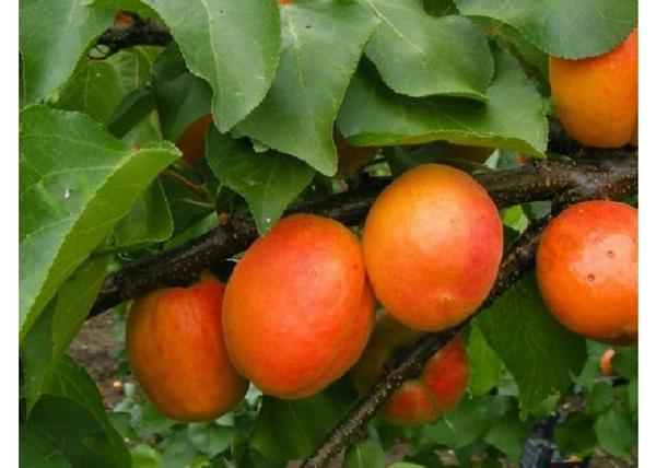 Prunus Armeniaca Ceglédi Piroska / Ceglédi Piroska Kajszibarack