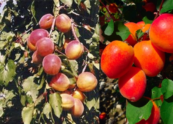 Prunus Armeniaca Ceglédi szilárd / Ceglédi szilárd Kajszibarack