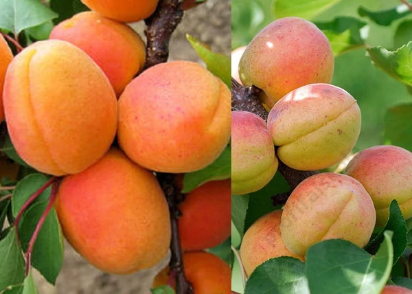 Prunus Armeniaca Goldrich / Goldrich Kajszibarack