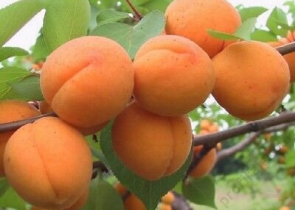 Prunus Armeniaca Hargrand / Hargrand  Kajszibarack