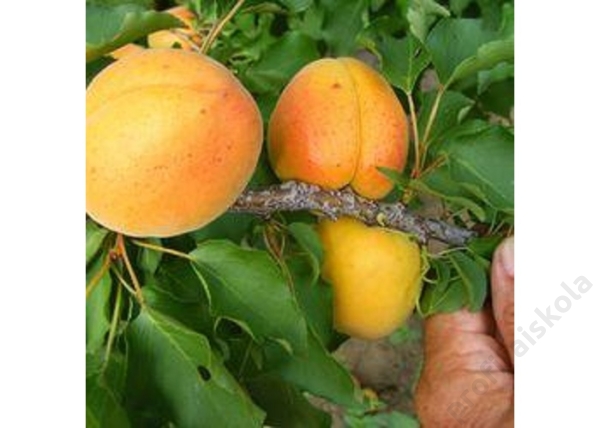 Prunus Armeniaca Harmat / Harmat Kajszibarack