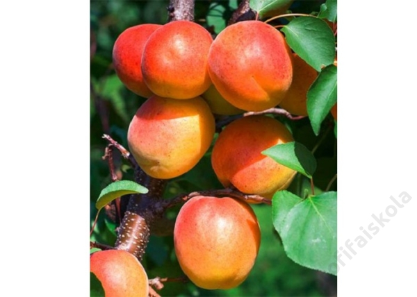Prunus Armeniaca Korai Piros / Korai Piros Kajszibarack