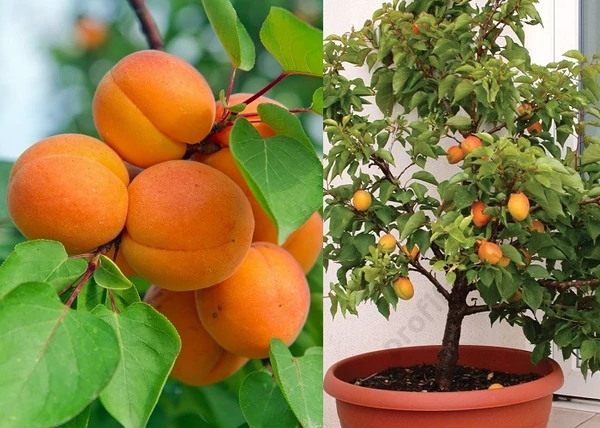 Prunus Armeniaca Mino / Mino törpe Kajszibarack