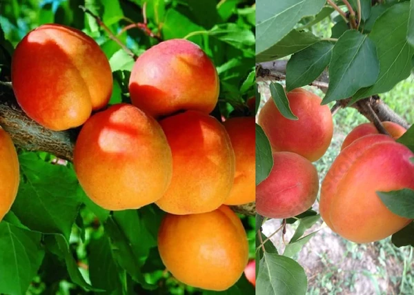 Prunus Armeniaca Sirena / Sirena Kajszibarack