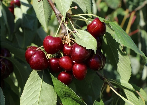 Prunus avium Regina / Regina cseresznye