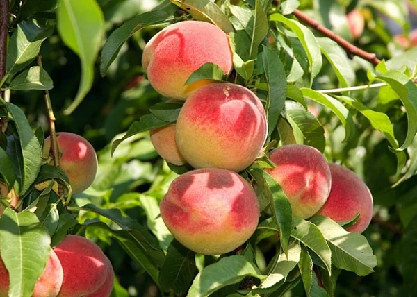 Prunus Persica Elberta / Elberta Őszibarack