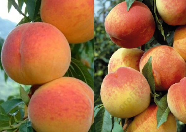 Prunus Persica Frederica / Frederica Őszibarack