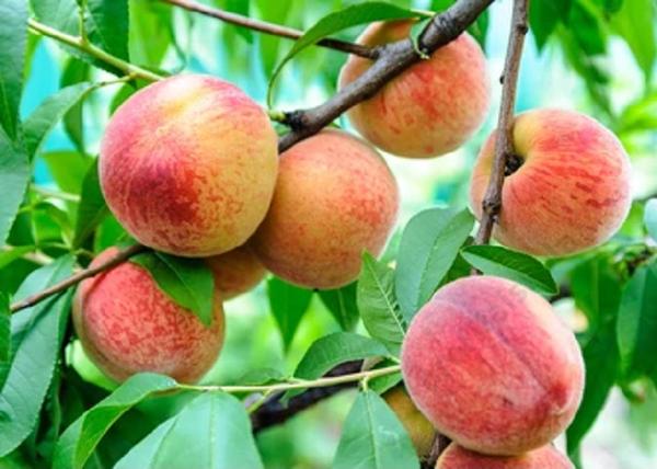 Prunus Persica Jerseyland / Jerseyland Őszibarack