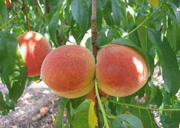 Prunus Persica Regina / Regina Őszibarack