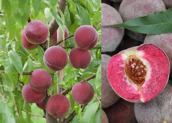 Prunus Persica Roter Weinbergpfirsich / Roter Weinbergpfirsich Őszibarack