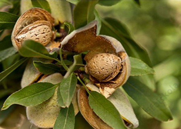 Prunus amygdalus Budatétényi 70 / Budatétényi 70 mandula