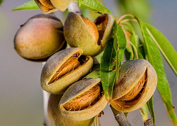 Prunus amygdalus Tétényi bőtermő / Tétényi bőtermő mandula