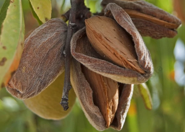 Prunus amygdalus Tétényi kedvenc / Tétényi kedvenc mandula Alany: Mandula