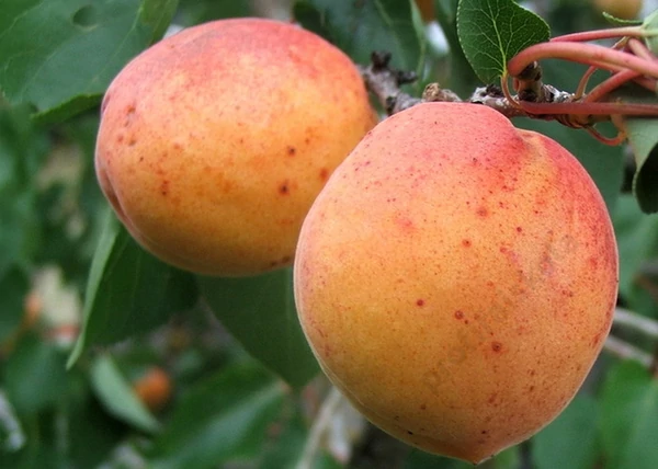 Prunus armeniaca Ceglédi óriás / Ceglédi óriás Kajszibarack