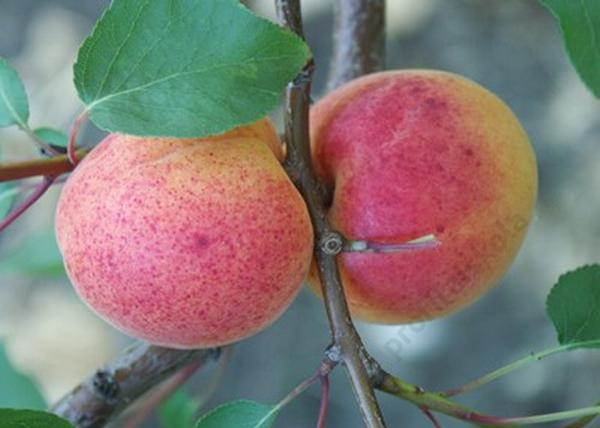 Prunus armeniaca Gönci magyar kajszi / Gönci magyar Kajszibarack